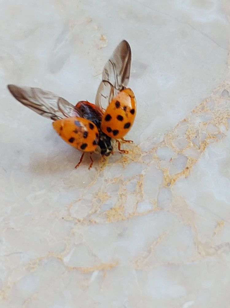 Photograph by Елена Тимченко