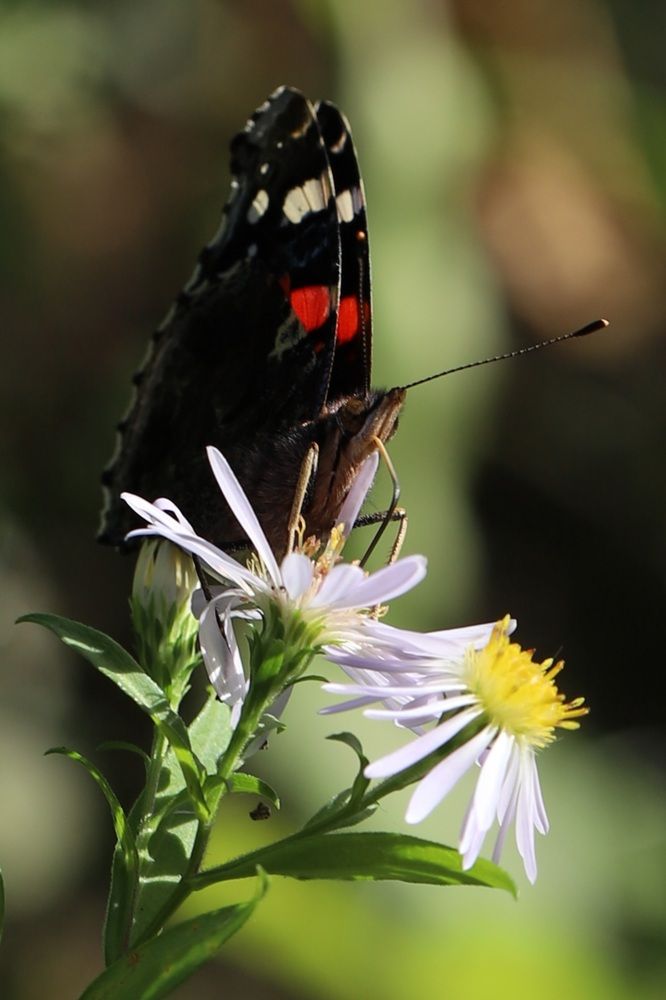 Photograph by Елена Тимченко