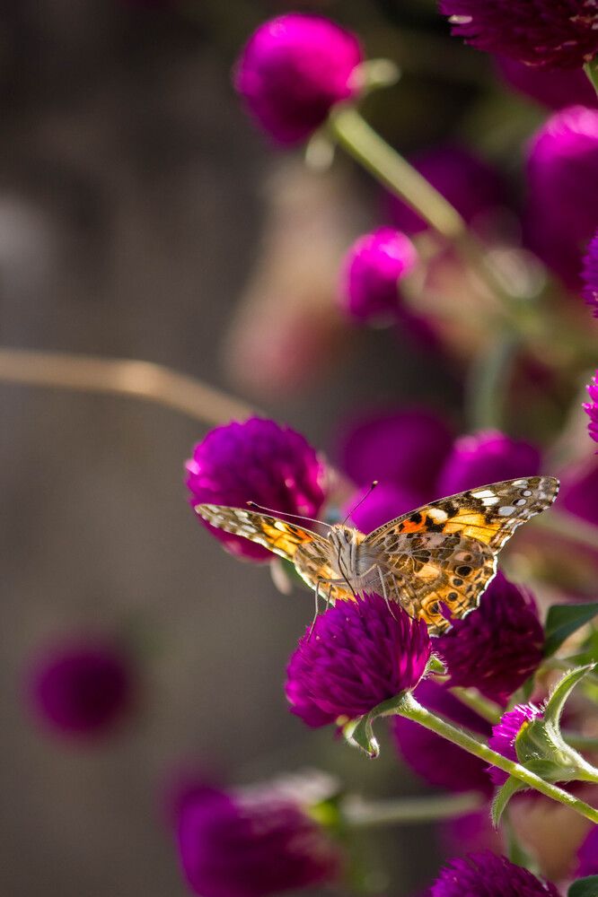 Фотография автора Minja Jovetic