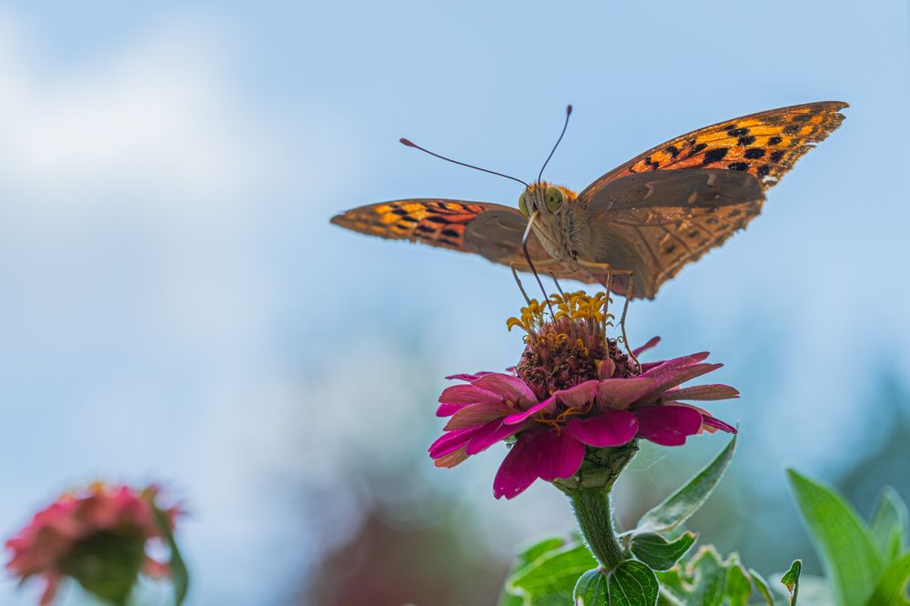 Фотография автора Minja Jovetic