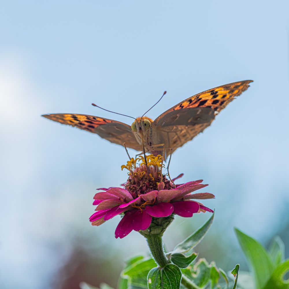 Фотография автора Minja Jovetic