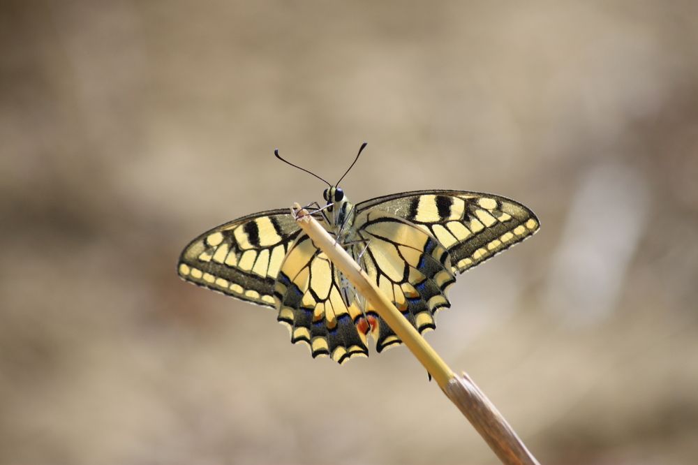 Photograph by Orhan Armut