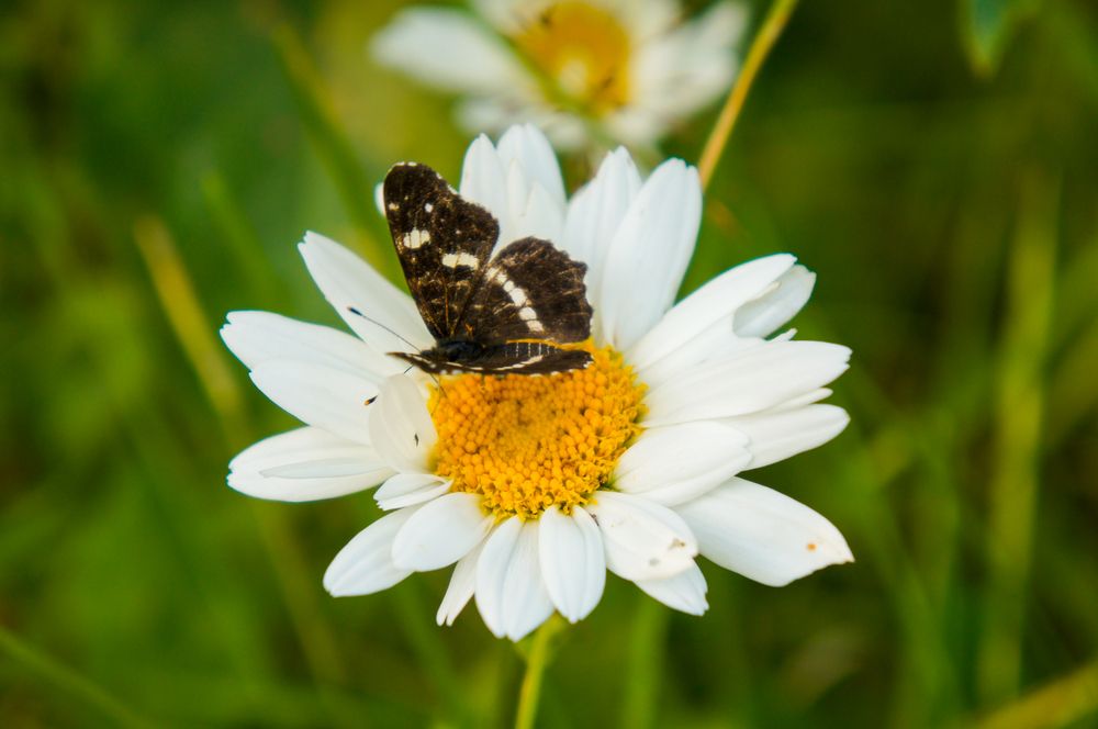 Фотография автора Ксения