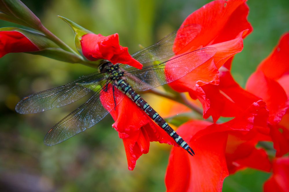 Фотография автора Ксения