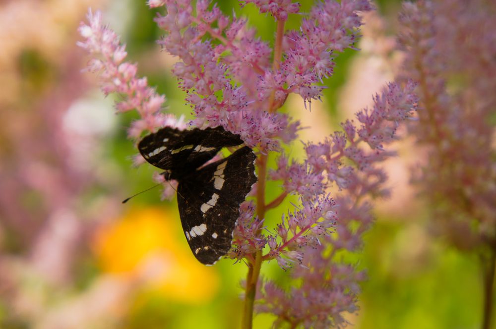 Фотография автора Ксения