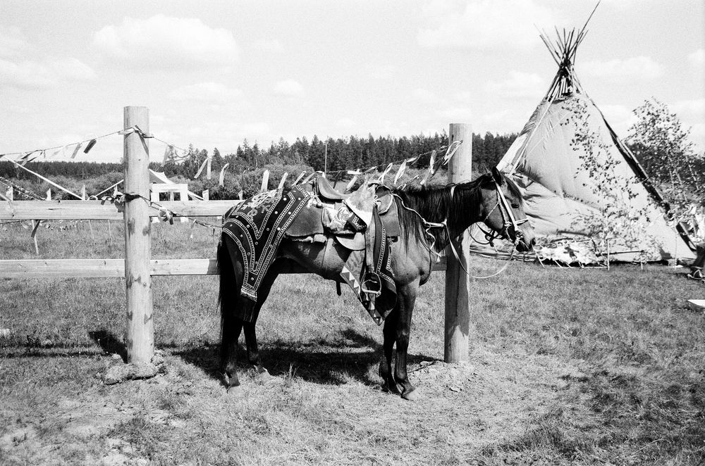 The horse
