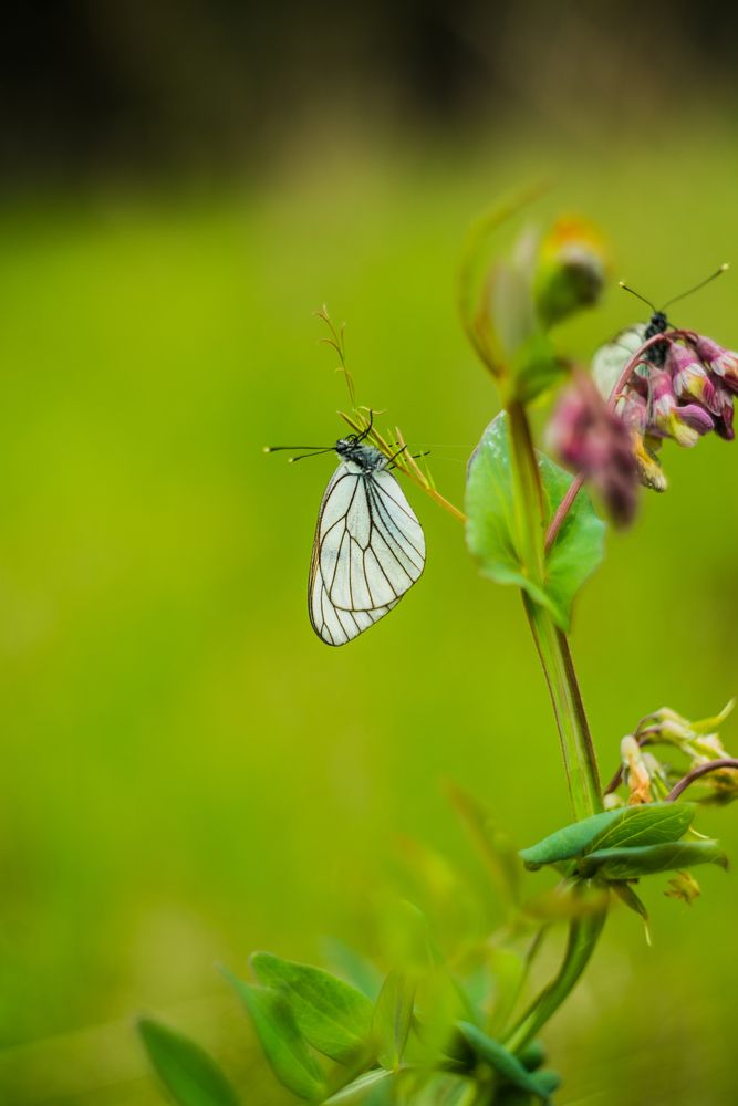 Photograph by Наталья Лещинская
