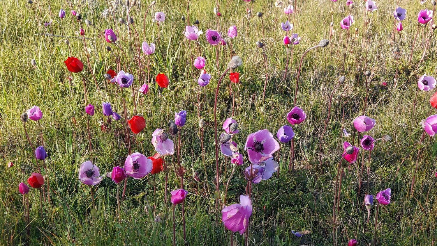 Anemons...