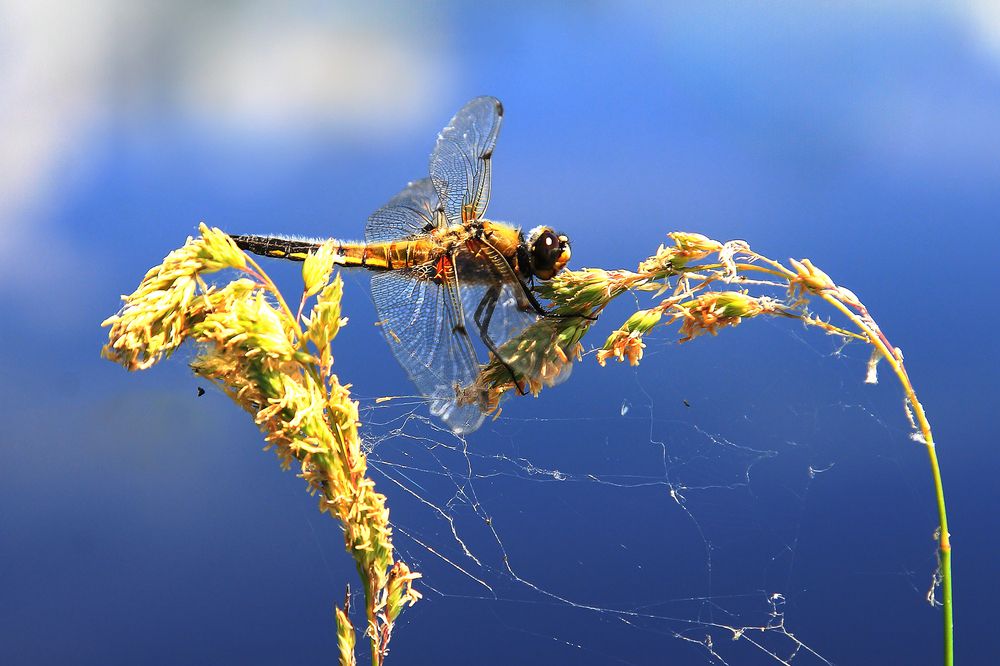 Photograph by Николай Протасеня