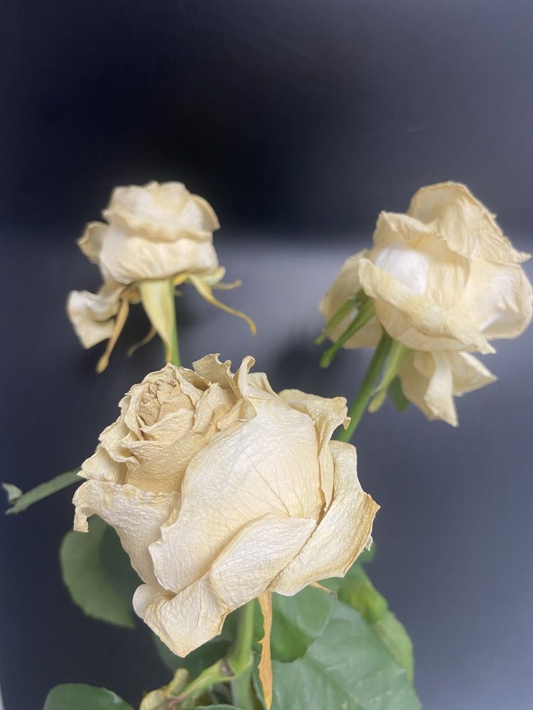 Photograph by Елена Мусина