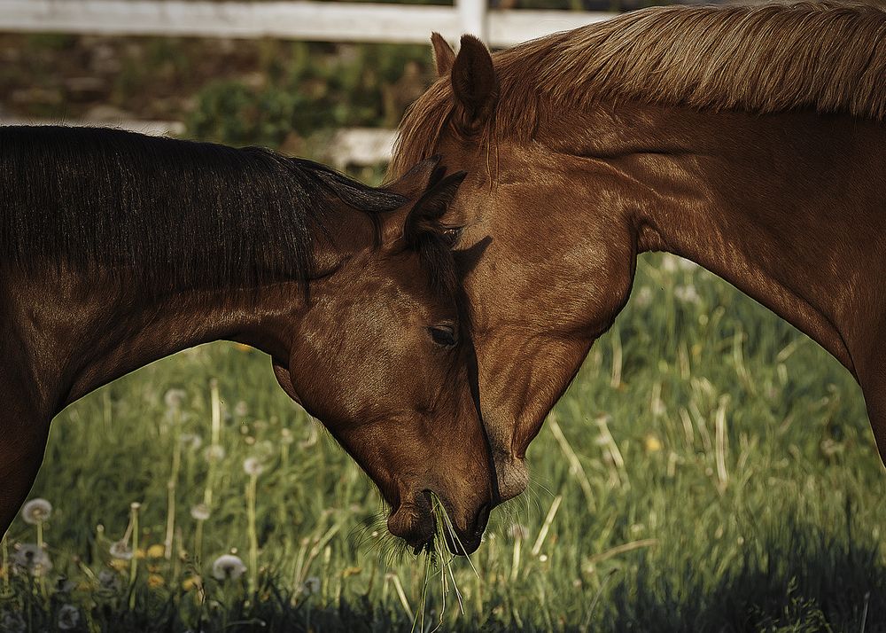 Photograph by Anna Sindikayeva