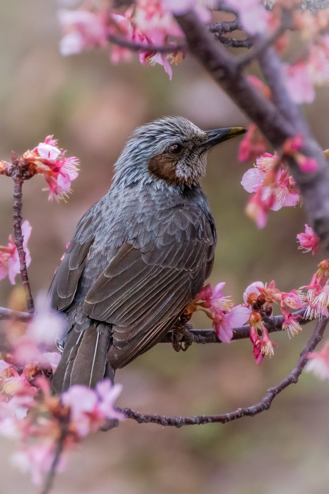 Photograph by Suzuki Ryuta