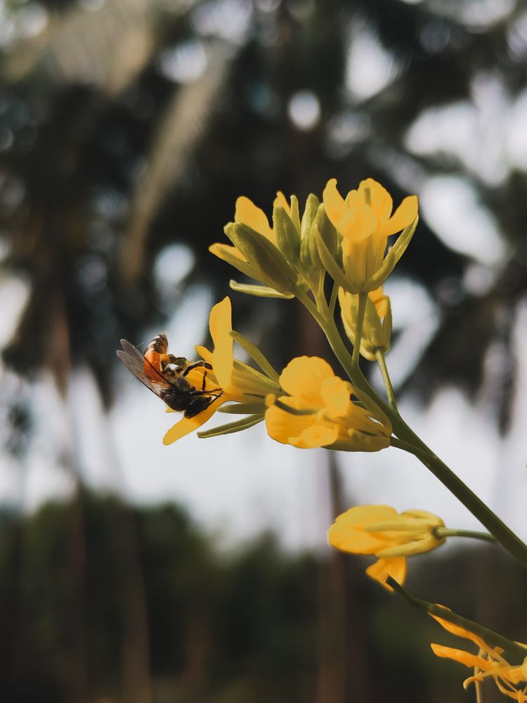 Фотография автора Tanaya Manohar Dhuri