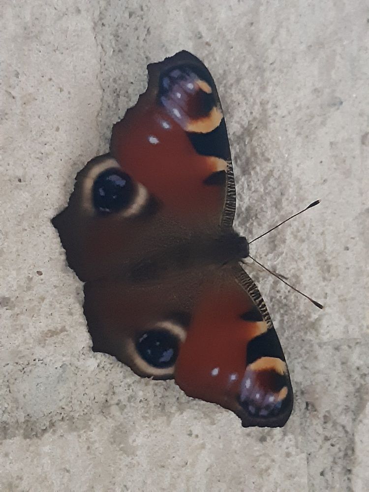 The lonly butterfly
