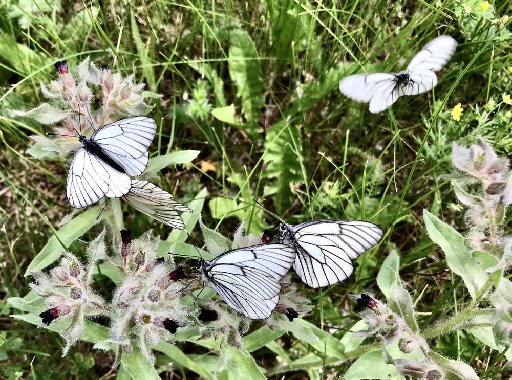 Photograph by Татьяна Шитлина