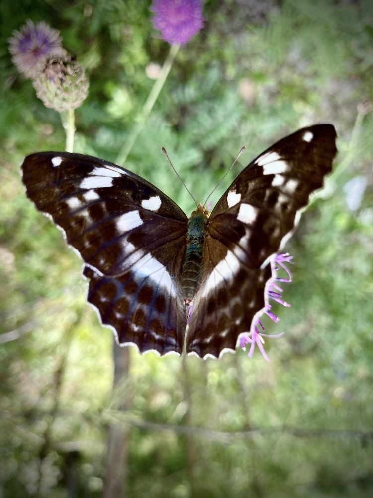 Photograph by Татьяна Шитлина