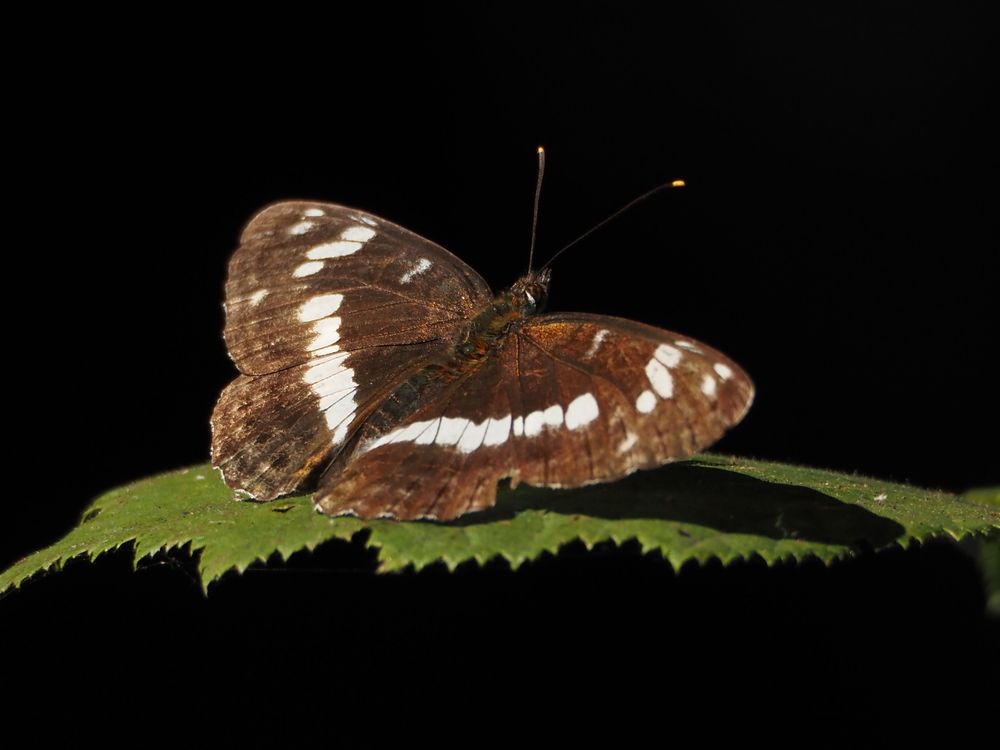 Photograph by Елена Синицына