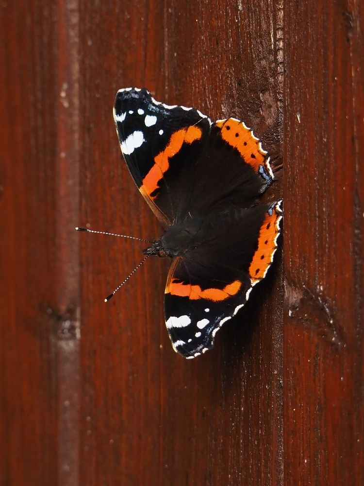 Photograph by Елена Синицына