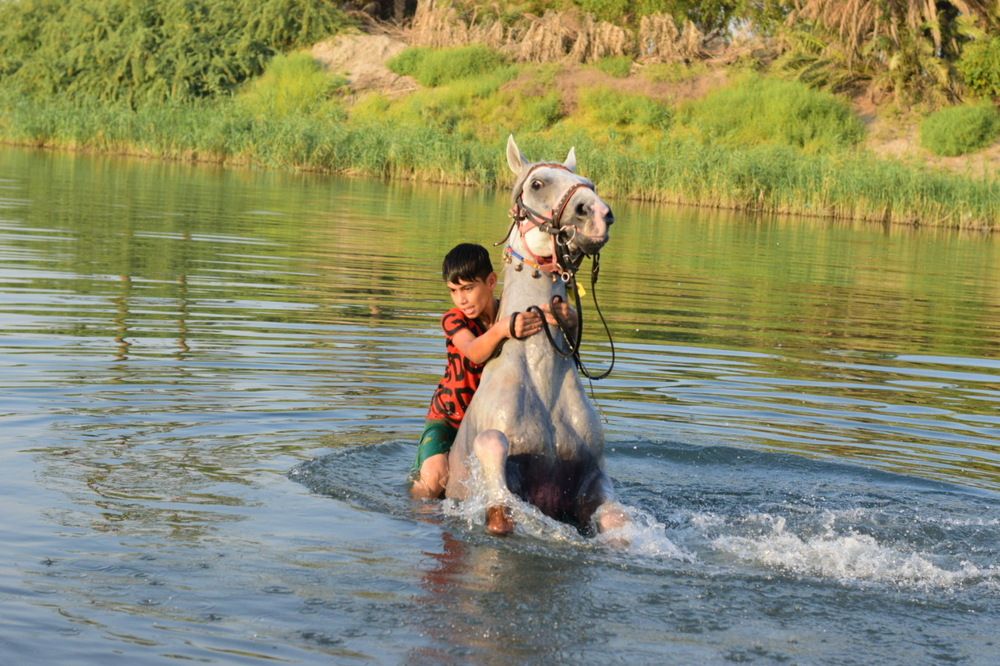 صورة لطفل مع فرس