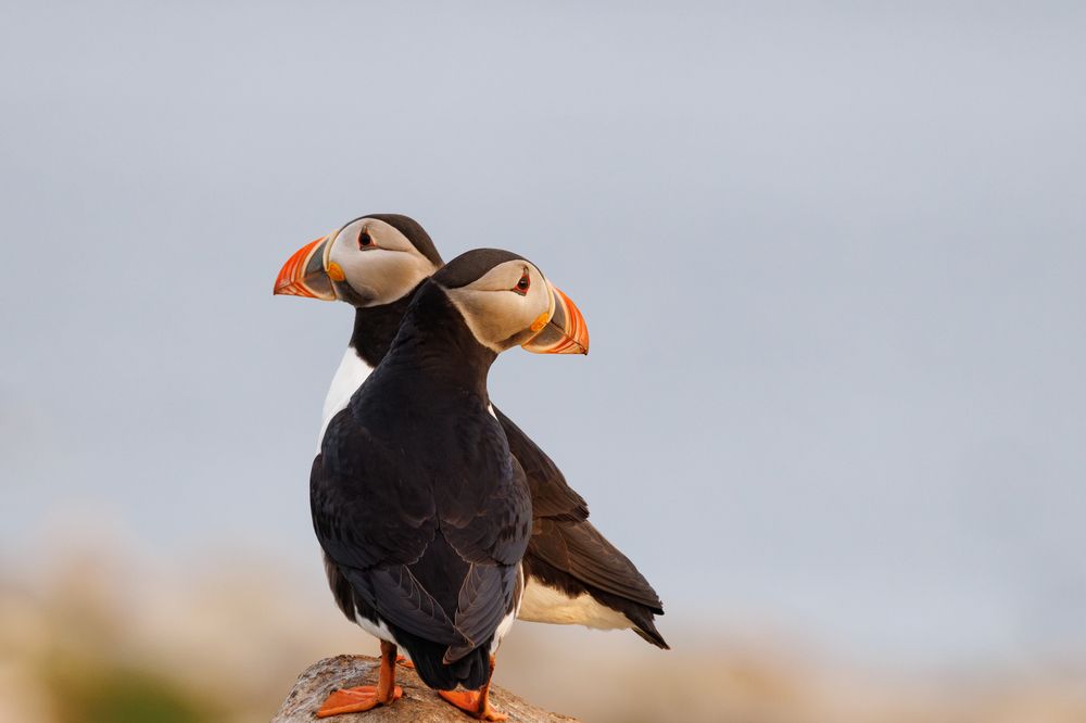 Фотография автора Valentin Kolinko