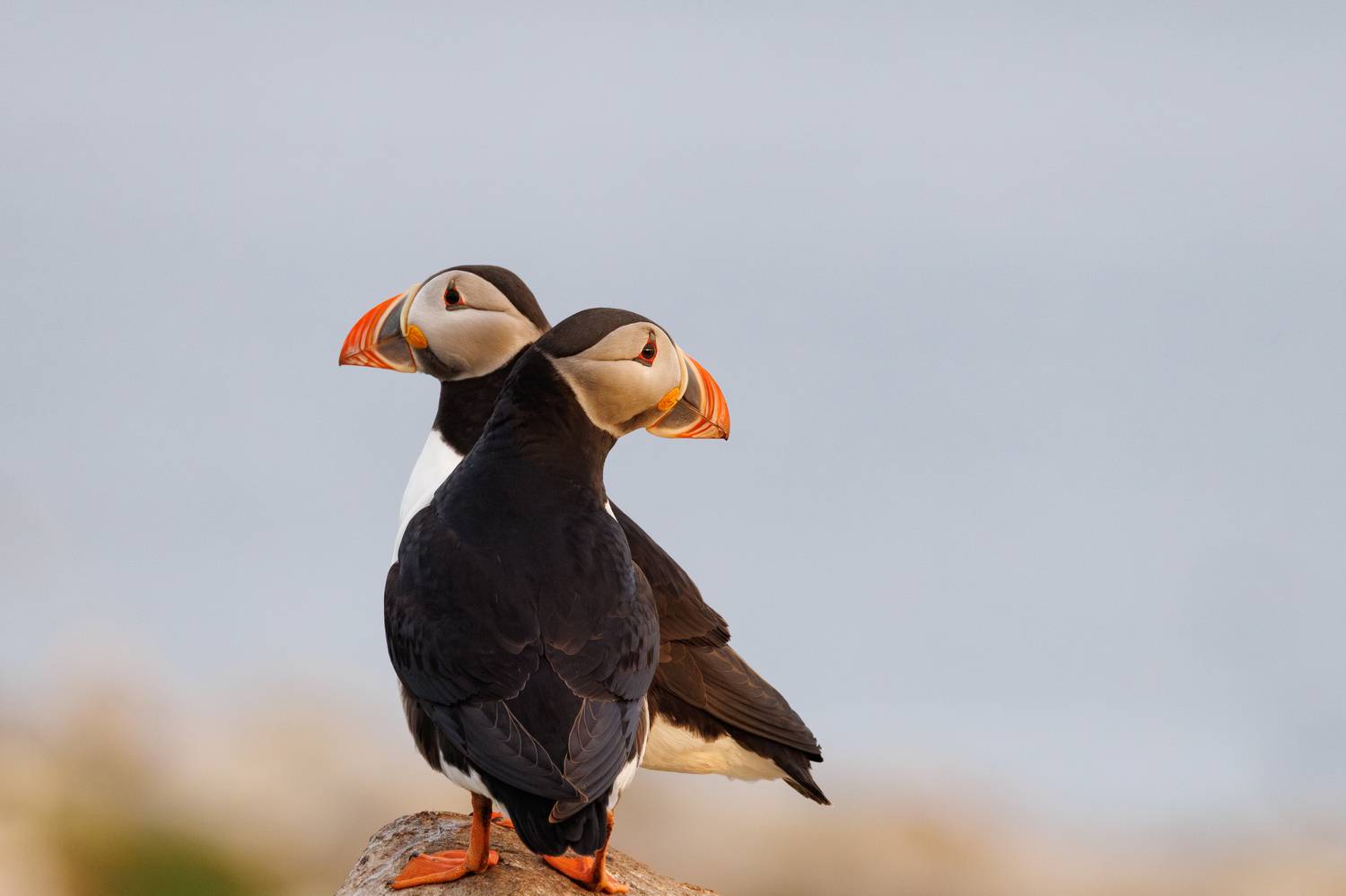 Фотография #12068916