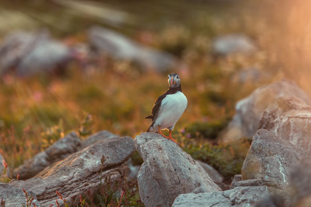 Photograph by Valentin Kolinko