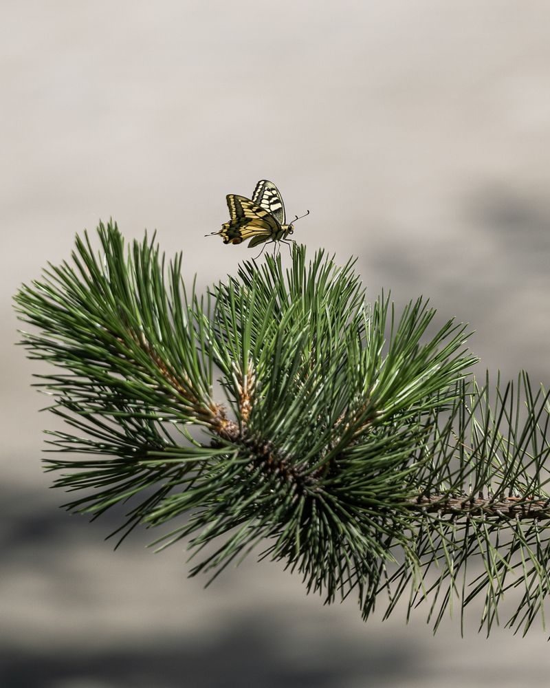 Photograph by Быстров Алексей