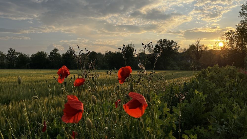 Фотография автора Liliana C.