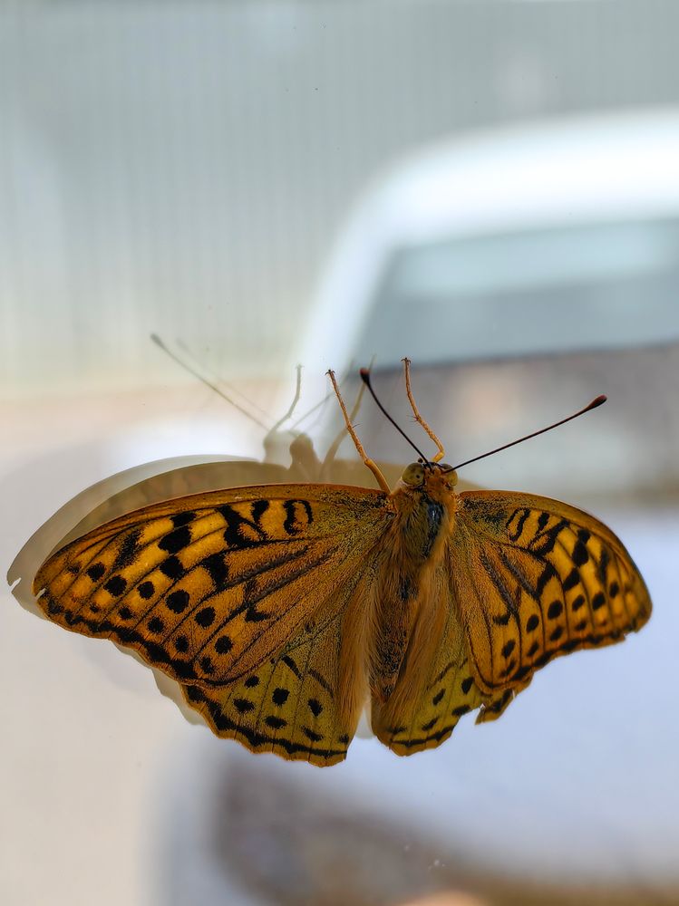 Photograph by Igor M.