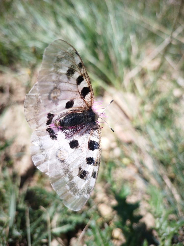 Фотография автора Clarise Joy Evangelista
