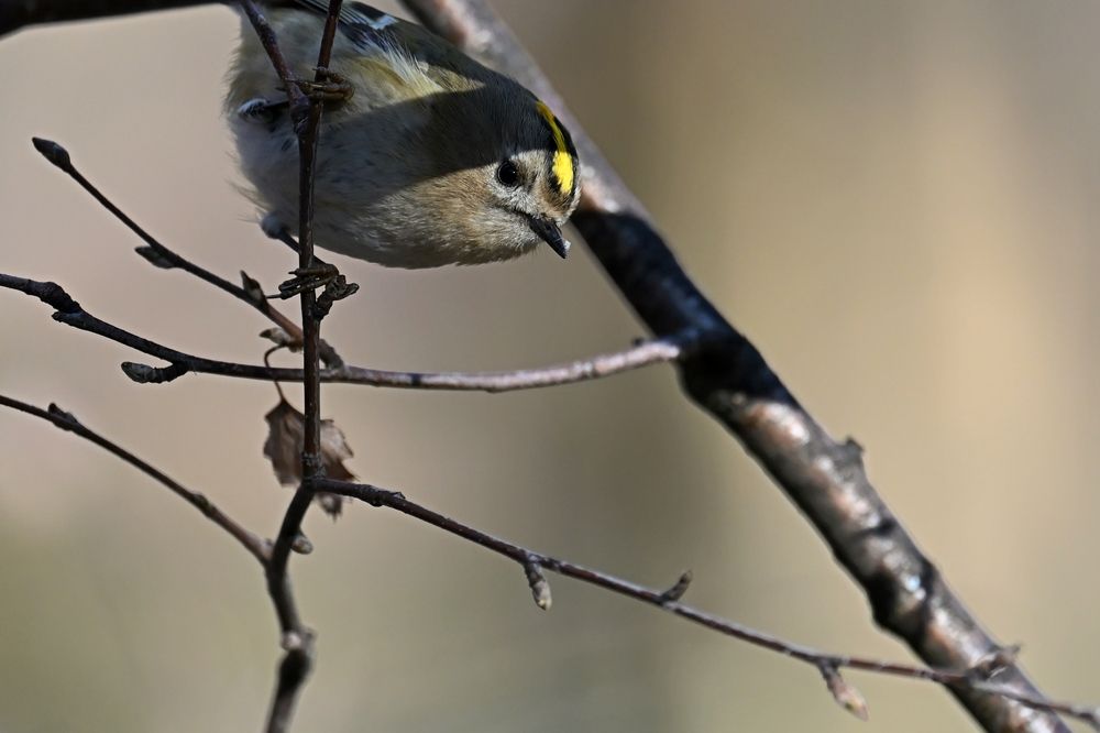 Photograph by Алексей Гордеев