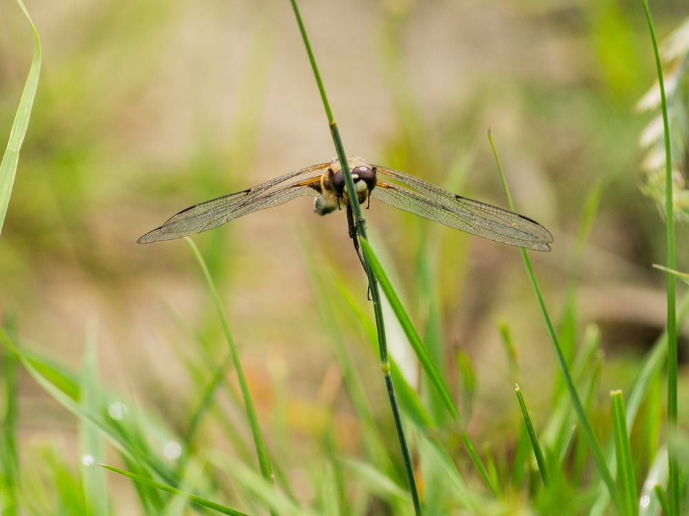 Photograph by Виктор Сёмушкин
