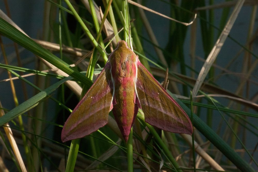 Photograph by Павел Швецов