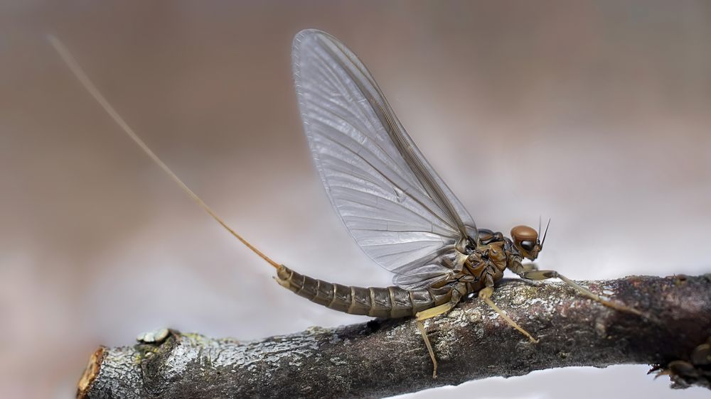 Photograph by Людмила Железнова