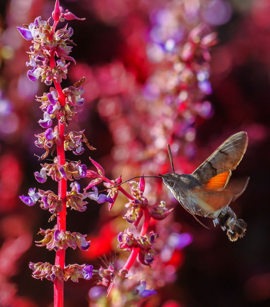 Photograph by Нина Хорева