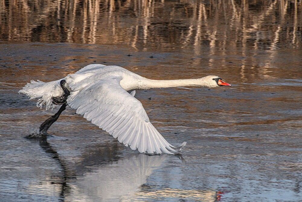 Photograph by Сиваков Алексей