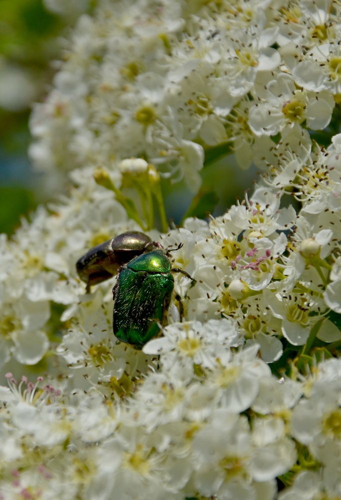 Photograph by Ирина Алексеева
