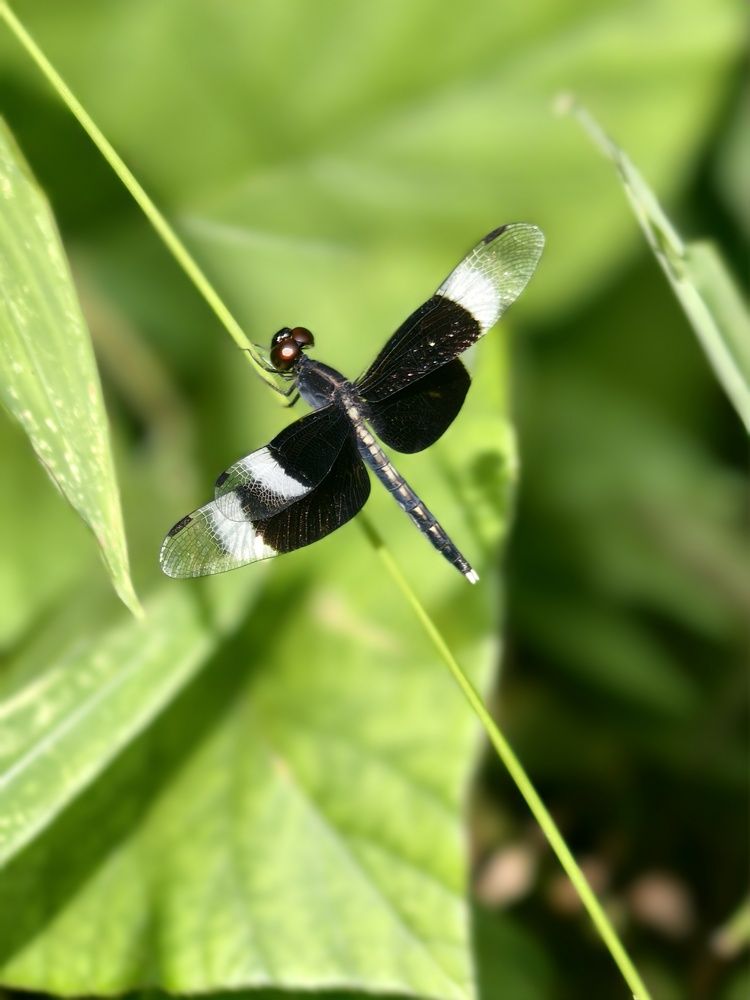 Photograph by Neeraj Anoop