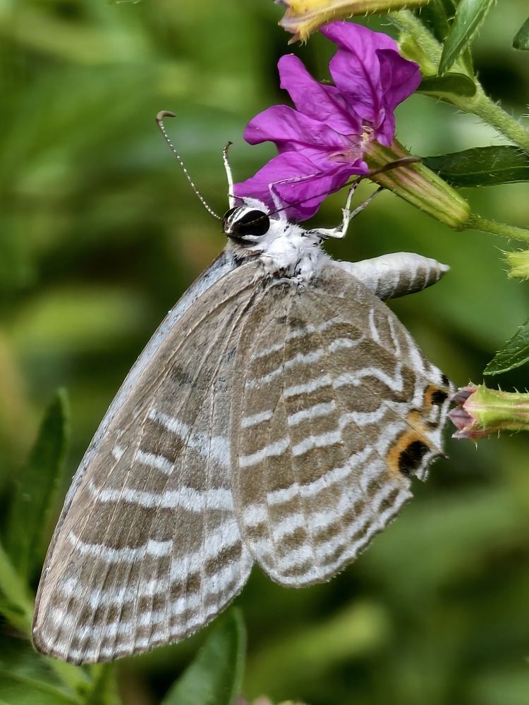 Photograph by Neeraj Anoop