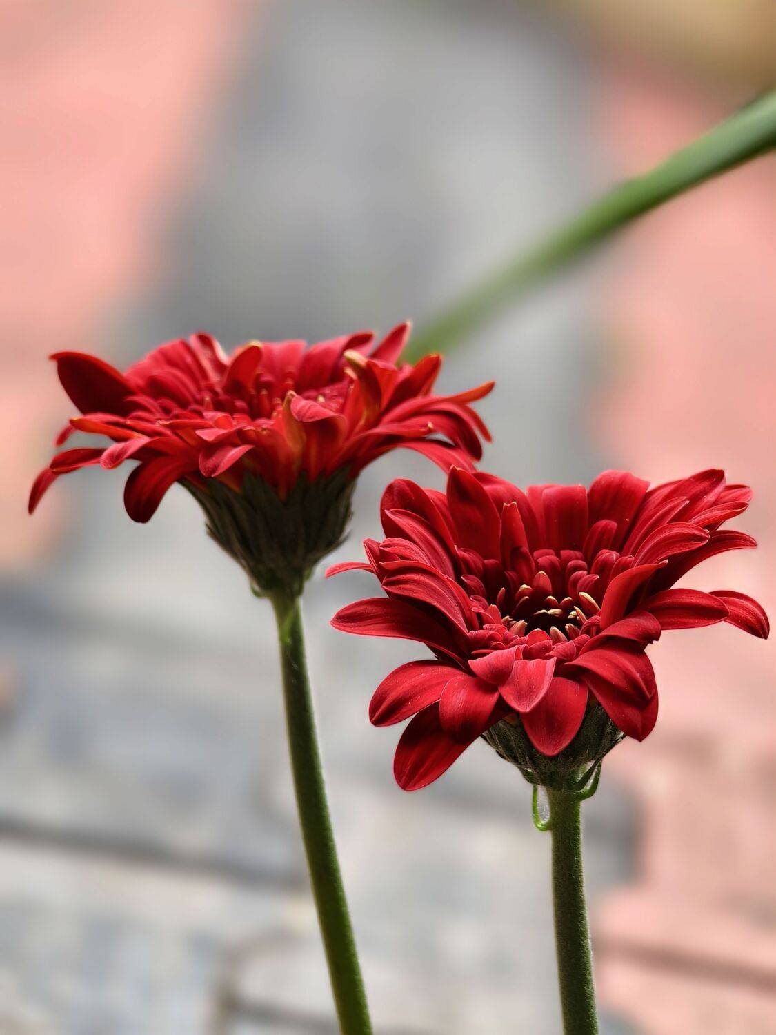 Transvaal daisy Transvaal daisy