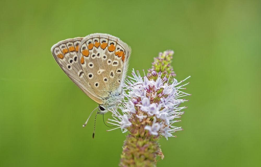 Photograph by Davide Poletto