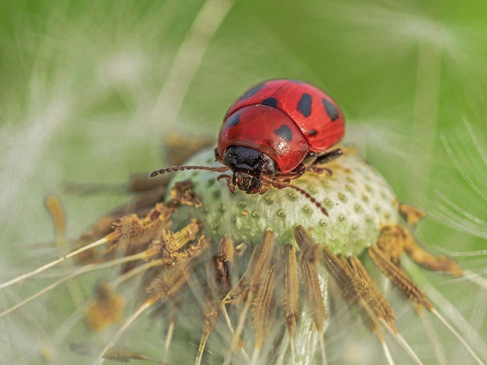 Photograph by Davide Poletto
