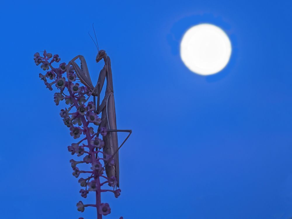 Photograph by Davide Poletto