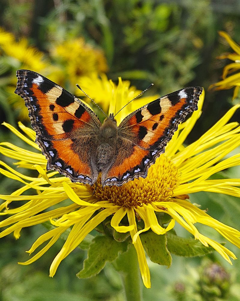 В поисках нектара...