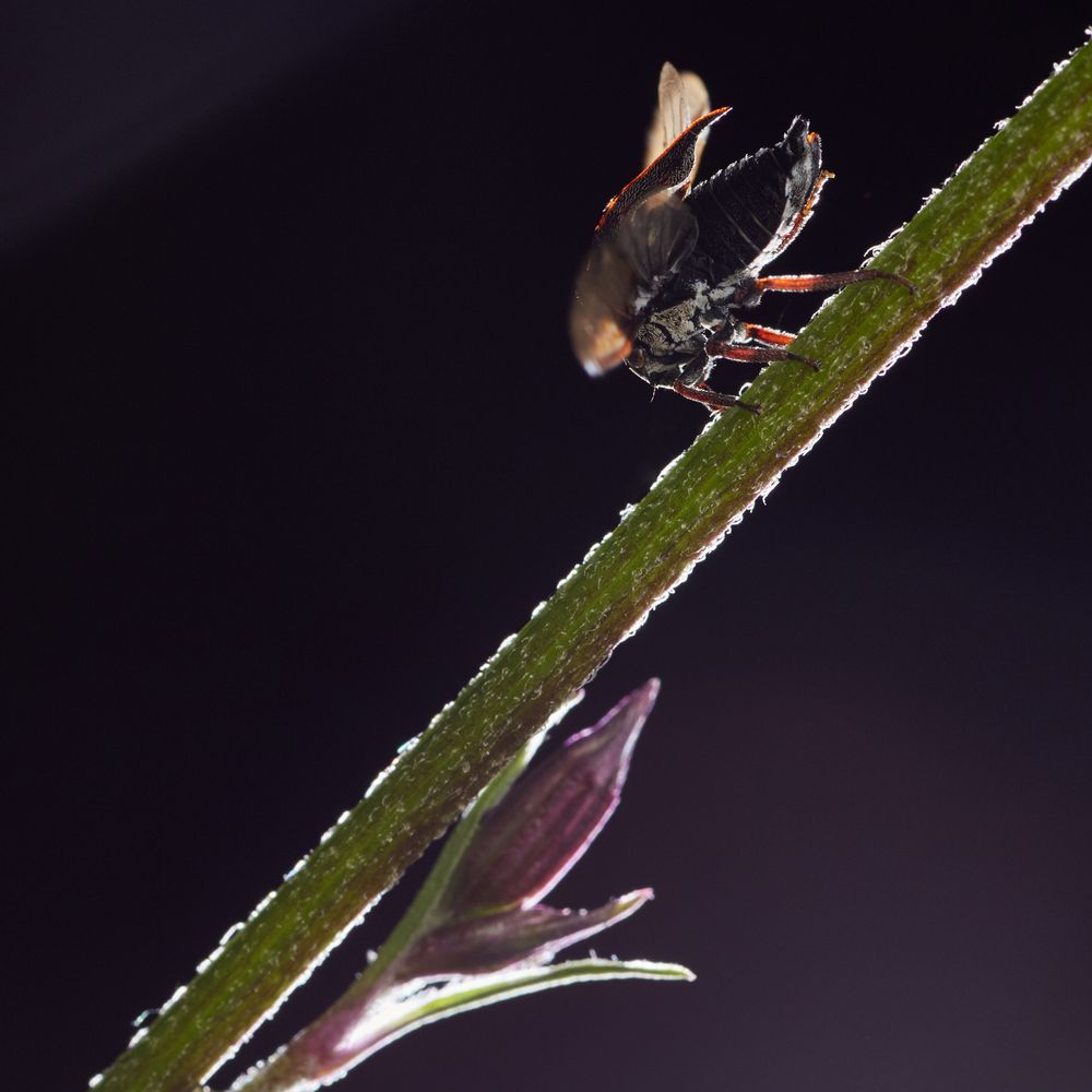 Photograph by Prometej