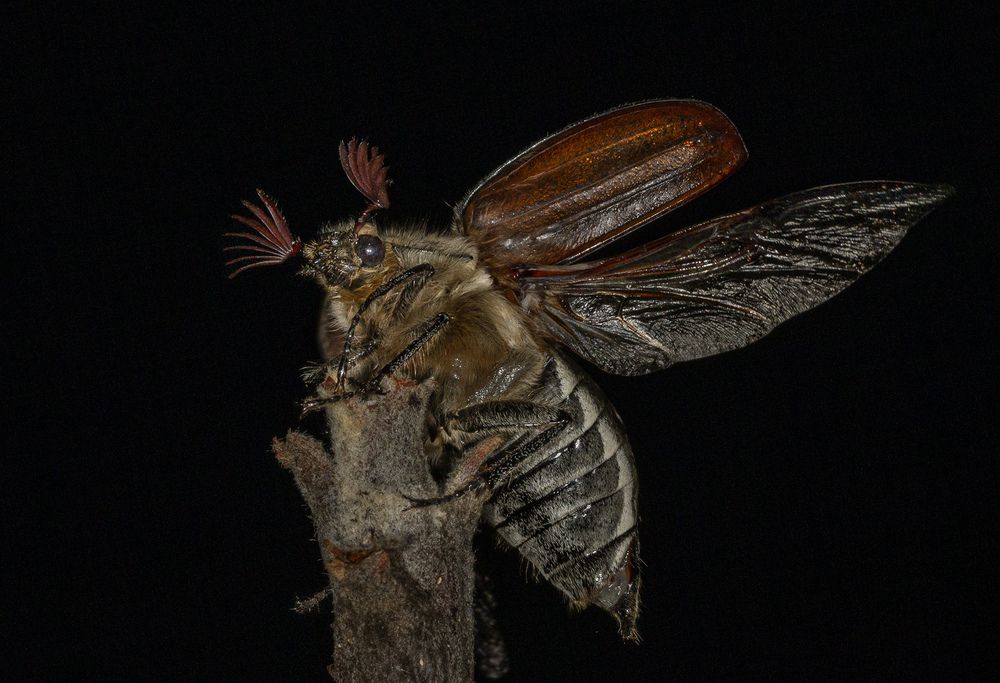 Photograph by Анатолий Макоедов