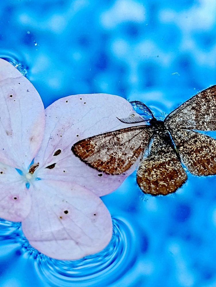 Photograph by Светлана Веселовская