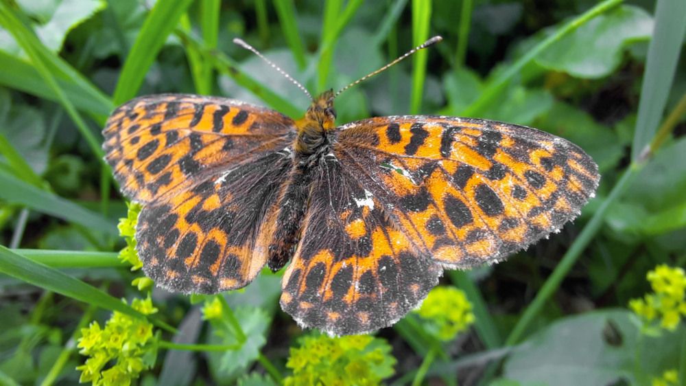 Photograph by Александр Пономарёв