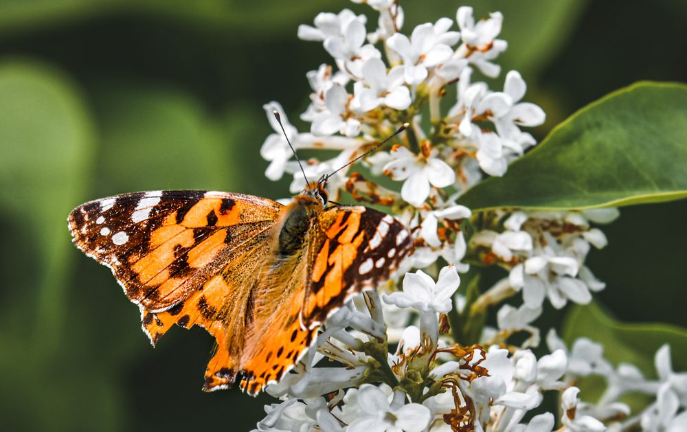 Photograph by Юлия Ковальчук