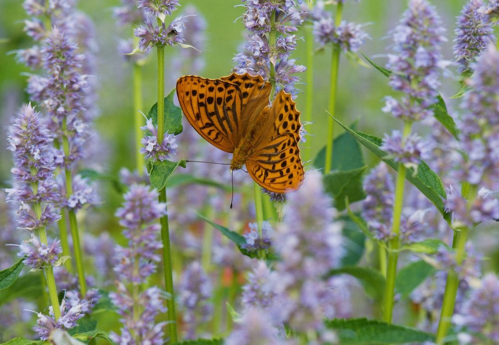 Photograph by Aleksandra Bistrova